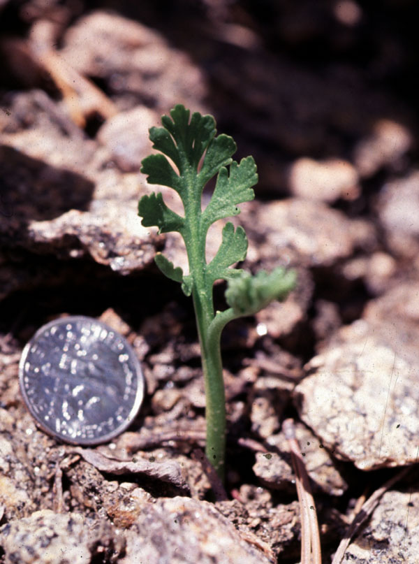 Image of Myrtaceae Fruit