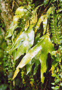 Image of Cheiroglossa palmata