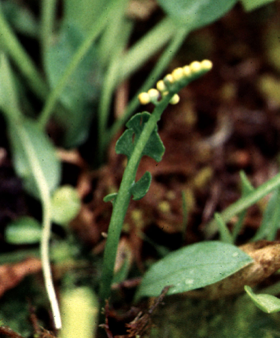 Image of <em>Botrychium crenulatum</em>, Mt. Ashland, OR